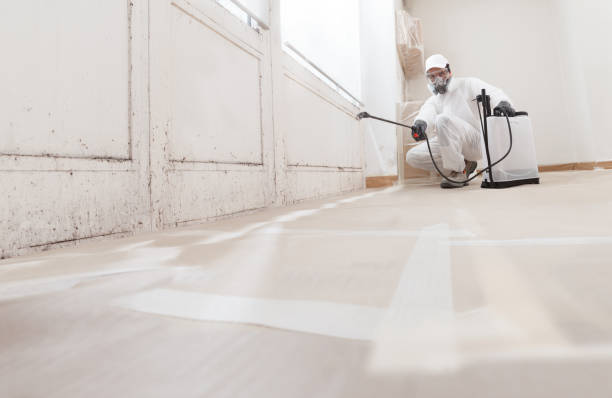 24/7 Emergency Black Mold Remediation experts in Newaygo, MI