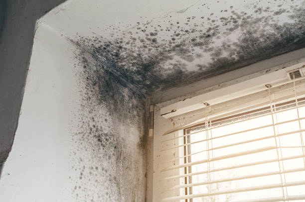 Affordable Black Mold Remediation solutions in Newaygo, MI