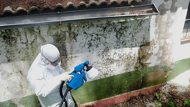 Top rated local Black Mold Remediation specialists in Newaygo, MI